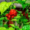 1 Pot has 2 Carolina Reaper Plants Live for PLanting, World Hottest Pepper Plants Red Chili Pepper Seedlings 3-6 Inch Tall