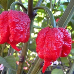 1 Pot has 2 Carolina Reaper Plants Live for PLanting, World Hottest Pepper Plants Red Chili Pepper Seedlings 3-6 Inch Tall