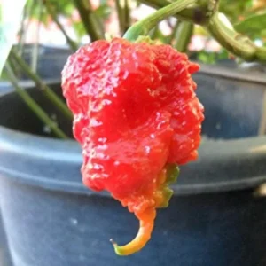 1 Pot has 2 Carolina Reaper Plants Live for PLanting, World Hottest Pepper Plants Red Chili Pepper Seedlings 3-6 Inch Tall