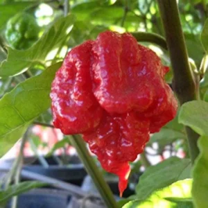 1 Pot has 2 Carolina Reaper Plants Live for PLanting, World Hottest Pepper Plants Red Chili Pepper Seedlings 3-6 Inch Tall