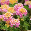 1 Pot has 2 Lantana Bright Pink Plants Live for Planting, 3-6 Inch Tall, Ornamental Lantana Live Plants, Fragrant Lantana Flowers