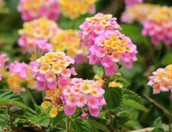 1 Pot has 2 Lantana Bright Pink Plants Live for Planting, 3-6 Inch Tall, Ornamental Lantana Live Plants, Fragrant Lantana Flowers