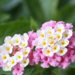 1 Pot has 2 Lantana Bright Pink Plants Live for Planting, 3-6 Inch Tall, Ornamental Lantana Live Plants, Fragrant Lantana Flowers