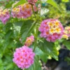 1 Pot has 2 Lantana Camara Pink Caprice Plant Live for Planting, 3-6 Inch Tall, Lantana Live Plants for Garden Outdoors, Perennial Lantana Flowers