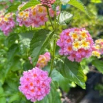 1 Pot has 2 Lantana Camara Pink Caprice Plant Live for Planting, 3-6 Inch Tall, Lantana Live Plants for Garden Outdoors, Perennial Lantana Flowers