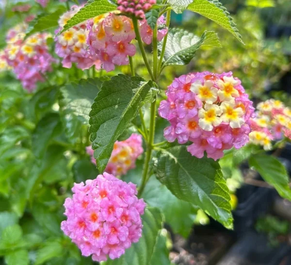 1 Pot has 2 Lantana Camara Pink Caprice Plant Live for Planting, 3-6 Inch Tall, Lantana Live Plants for Garden Outdoors, Perennial Lantana Flowers