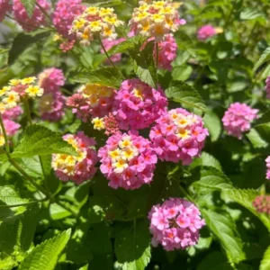1 Pot has 2 Lantana Camara Pink Caprice Plant Live for Planting, 3-6 Inch Tall, Lantana Live Plants for Garden Outdoors, Perennial Lantana Flowers
