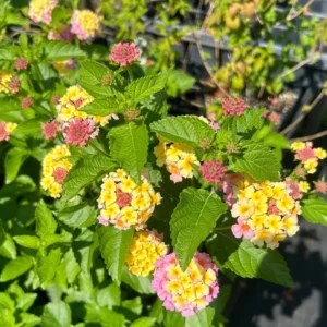 1 Pot has 2 Lantana Camara Pink Caprice Plant Live for Planting, 3-6 Inch Tall, Lantana Live Plants for Garden Outdoors, Perennial Lantana Flowers