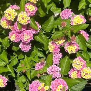 1 Pot has 2 Lantana Camara Pink Caprice Plant Live for Planting, 3-6 Inch Tall, Lantana Live Plants for Garden Outdoors, Perennial Lantana Flowers