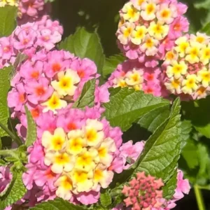 1 Pot has 2 Lantana Camara Pink Caprice Plant Live for Planting, 3-6 Inch Tall, Lantana Live Plants for Garden Outdoors, Perennial Lantana Flowers