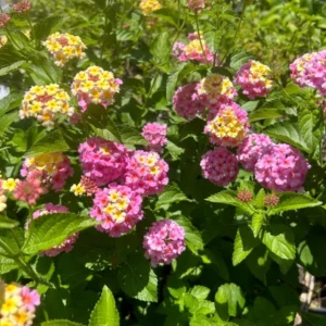 1 Pot has 2 Lantana Camara Pink Caprice Plant Live for Planting, 3-6 Inch Tall, Lantana Live Plants for Garden Outdoors, Perennial Lantana Flowers