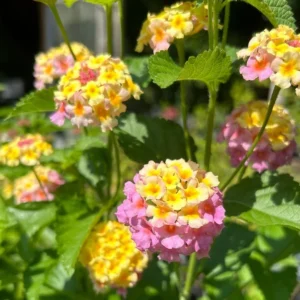 1 Pot has 2 Lantana Camara Pink Caprice Plant Live for Planting, 3-6 Inch Tall, Lantana Live Plants for Garden Outdoors, Perennial Lantana Flowers