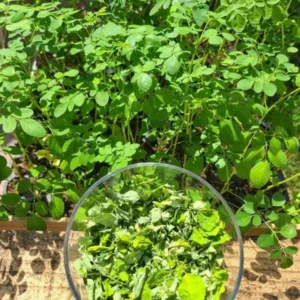 1 Pot has 2 Moringa Oleifera Plants Live for Planting, 3-6 Inch Tall, Drumstick Horseradish, Complete Organic Indoor Growing Set, Perfect Gardening Gift