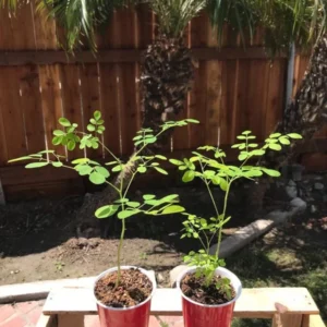 1 Pot has 2 Moringa Oleifera Plants Live for Planting, 3-6 Inch Tall, Drumstick Horseradish, Complete Organic Indoor Growing Set, Perfect Gardening Gift
