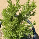 1 Pot has 2 Upright Rosemary Plant Live for Planting, 6-8 Inch Tall, Great for Cooking & Grilling, Italian & Mediterranean Dishes, Vinegars & Oils, Breads