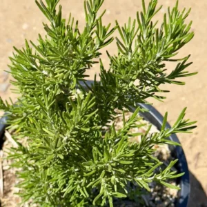 1 Pot has 2 Upright Rosemary Plant Live for Planting, 6-8 Inch Tall, Great for Cooking & Grilling, Italian & Mediterranean Dishes, Vinegars & Oils, Breads