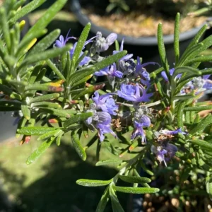 1 Pot has 2 Upright Rosemary Plant Live for Planting, 6-8 Inch Tall, Great for Cooking & Grilling, Italian & Mediterranean Dishes, Vinegars & Oils, Breads