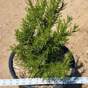 1 Pot has 2 Upright Rosemary Plant Live for Planting, 6-8 Inch Tall, Great for Cooking & Grilling, Italian & Mediterranean Dishes, Vinegars & Oils, Breads