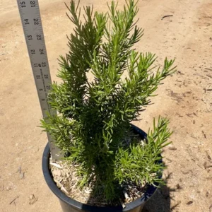 1 Pot has 2 Upright Rosemary Plant Live for Planting, 6-8 Inch Tall, Great for Cooking & Grilling, Italian & Mediterranean Dishes, Vinegars & Oils, Breads