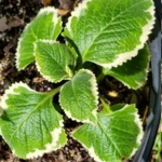 1 Pot has 2 Variegated Cuban Oregano Plants Live for Planting, 3-6 Inch Tall, Spanish Thyme, Well Rooted for Gardening Outdoor Indoor