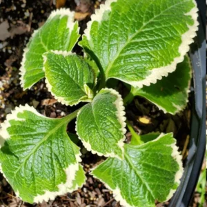 1 Pot has 2 Variegated Cuban Oregano Plants Live for Planting, 3-6 Inch Tall, Spanish Thyme, Well Rooted for Gardening Outdoor Indoor