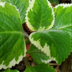 1 Pot has 2 Variegated Cuban Oregano Plants Live for Planting, 3-6 Inch Tall, Spanish Thyme, Well Rooted for Gardening Outdoor Indoor