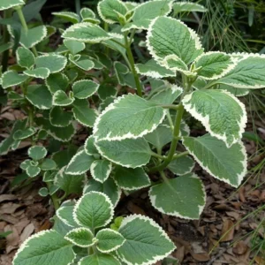 1 Pot has 2 Variegated Cuban Oregano Plants Live for Planting, 3-6 Inch Tall, Spanish Thyme, Well Rooted for Gardening Outdoor Indoor