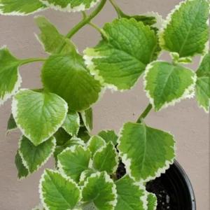 1 Pot has 2 Variegated Cuban Oregano Plants Live for Planting, 3-6 Inch Tall, Spanish Thyme, Well Rooted for Gardening Outdoor Indoor