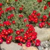 1 Pot with 1 Clump Red Ice Plants Live for Planting, 3-6 Inch Tall, Hardy Perennial Succulent Live Plant, Ground Cover Outdoor Garden