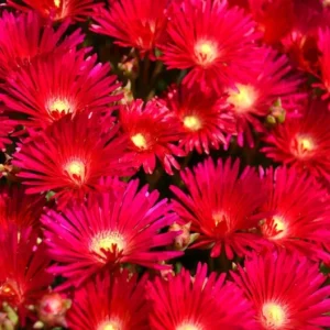 1 Pot with 1 Clump Red Ice Plants Live for Planting, 3-6 Inch Tall, Hardy Perennial Succulent Live Plant, Ground Cover Outdoor Garden