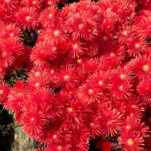 1 Pot with 1 Clump Red Ice Plants Live for Planting, 3-6 Inch Tall, Hardy Perennial Succulent Live Plant, Ground Cover Outdoor Garden