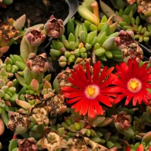 1 Pot with 1 Clump Red Ice Plants Live for Planting, 3-6 Inch Tall, Hardy Perennial Succulent Live Plant, Ground Cover Outdoor Garden