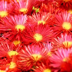 1 Pot with 1 Clump Red Ice Plants Live for Planting, 3-6 Inch Tall, Hardy Perennial Succulent Live Plant, Ground Cover Outdoor Garden