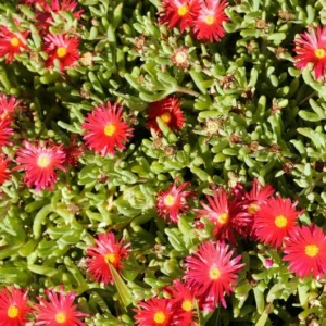 1 Pot with 1 Clump Red Ice Plants Live for Planting, 3-6 Inch Tall, Hardy Perennial Succulent Live Plant, Ground Cover Outdoor Garden