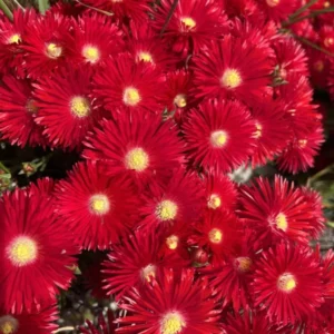 1 Pot with 1 Clump Red Ice Plants Live for Planting, 3-6 Inch Tall, Hardy Perennial Succulent Live Plant, Ground Cover Outdoor Garden