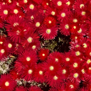 1 Pot with 1 Clump Red Ice Plants Live for Planting, 3-6 Inch Tall, Hardy Perennial Succulent Live Plant, Ground Cover Outdoor Garden