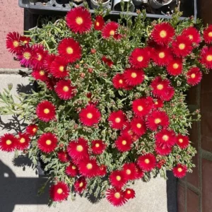 1 Pot with 1 Clump Red Ice Plants Live for Planting, 3-6 Inch Tall, Hardy Perennial Succulent Live Plant, Ground Cover Outdoor Garden