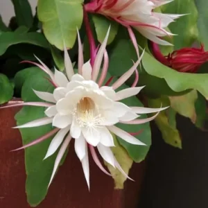 1 Pot with 1 Night Blooming Cereus Live Plant for Planting, Queen of The Night Cactus, White Flowering Epiphyllum