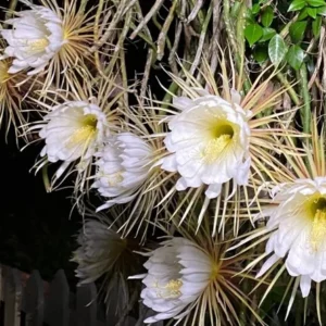 1 Pot with 1 Night Blooming Cereus Live Plant for Planting, Queen of The Night Cactus, White Flowering Epiphyllum