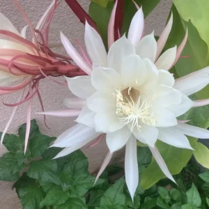 1 Pot with 1 Night Blooming Cereus Live Plant for Planting, Queen of The Night Cactus, White Flowering Epiphyllum
