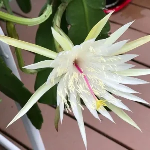 1 Pot with 1 Night Blooming Cereus Live Plant for Planting, Queen of The Night Cactus, White Flowering Epiphyllum