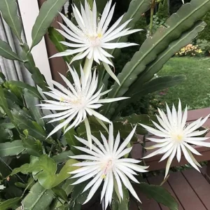 1 Pot with 1 Night Blooming Cereus Live Plant for Planting, Queen of The Night Cactus, White Flowering Epiphyllum
