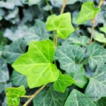 1 Pot with 2 English Ivy Plants Live for Planting, 3-6 Inch Tall, Natural Air Purifier, Easy to Grow, Live Indoor Houseplant