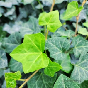 1 Pot with 2 English Ivy Plants Live for Planting, 3-6 Inch Tall, Natural Air Purifier, Easy to Grow, Live Indoor Houseplant