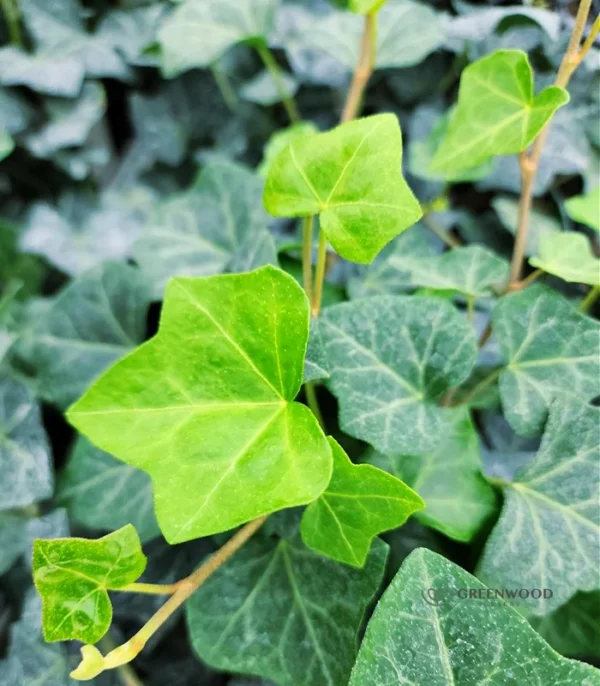 1 Pot with 2 English Ivy Plants Live for Planting, 3-6 Inch Tall, Natural Air Purifier, Easy to Grow, Live Indoor Houseplant