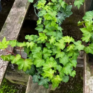 1 Pot with 2 English Ivy Plants Live for Planting, 3-6 Inch Tall, Natural Air Purifier, Easy to Grow, Live Indoor Houseplant