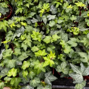 1 Pot with 2 English Ivy Plants Live for Planting, 3-6 Inch Tall, Natural Air Purifier, Easy to Grow, Live Indoor Houseplant