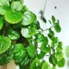 1 Pot with 2 Green Swedish Ivy Plant Plants Live for Planting, 3-6 Inch Tall, Plectranthus Swedish Ivy Herb Live Starter Plants, Swedish Ivy Mint Plant Hanging Basket Houseplant