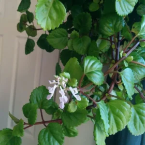 1 Pot with 2 Green Swedish Ivy Plant Plants Live for Planting, 3-6 Inch Tall, Plectranthus Swedish Ivy Herb Live Starter Plants, Swedish Ivy Mint Plant Hanging Basket Houseplant