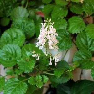 1 Pot with 2 Green Swedish Ivy Plant Plants Live for Planting, 3-6 Inch Tall, Plectranthus Swedish Ivy Herb Live Starter Plants, Swedish Ivy Mint Plant Hanging Basket Houseplant